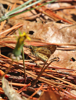 Reversed Roadside-Skipper